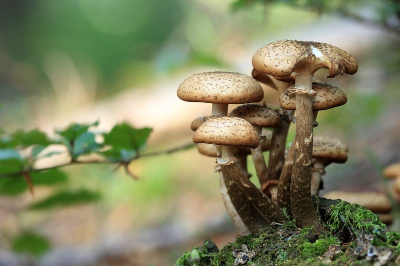 Shiitake Mushrooms